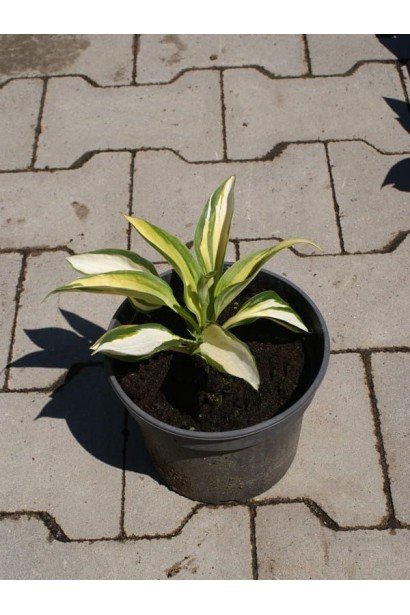 Саджанець Хоста Колор Фестівал